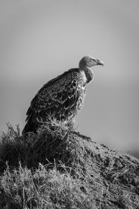 Close-up of bird perching on rock