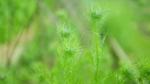 Close-up of grass on field