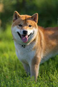 Portrait of dog sticking out tongue on field