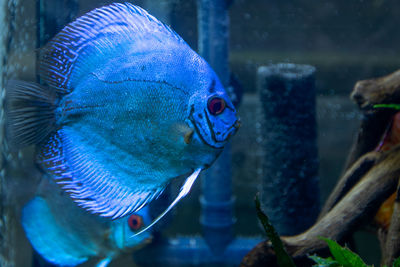 Close-up of fish swimming in sea