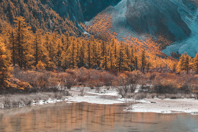 Scenic view of waterfall in forest during autumn