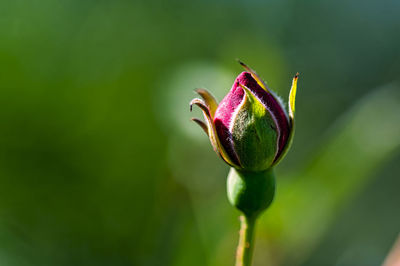 Close-up of rose bud