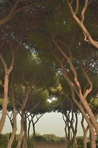 Low angle view of trees against sky