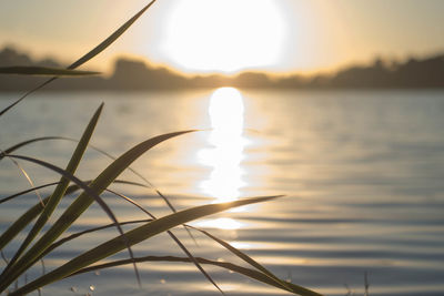 Close-up of plant against lake during sunset