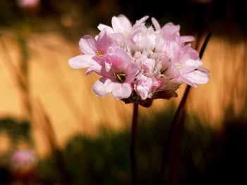 Close-up of pink flower