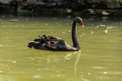 Swan swimming in lake