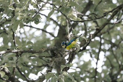 Low angle view of bird perching on tree