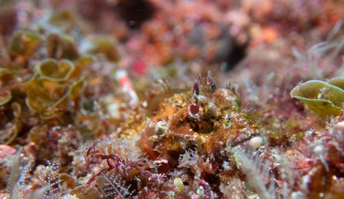 Close-up of fish underwater