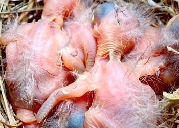 Close-up of birds in market