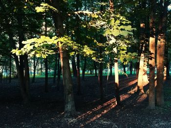 Trees in forest