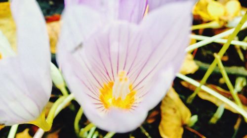 Close-up of crocus blooming outdoors