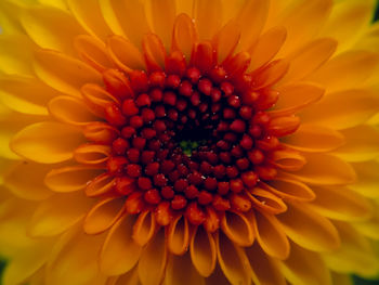 Close-up of orange flower