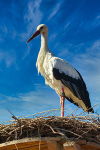 Low angle view of bird perching on the sky
