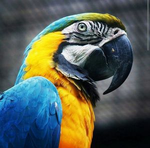 Close-up of parrot