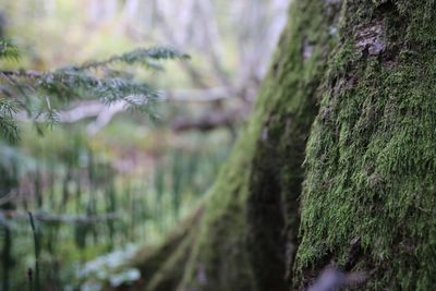 Close-up of moss growing on tree trunk