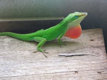 Close-up of lizard on wood