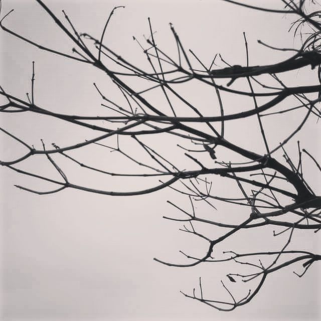 branch, bare tree, clear sky, twig, nature, tree, tranquility, low angle view, sky, beauty in nature, dead plant, no people, outdoors, dry, day, growth, close-up, scenics, tranquil scene, focus on foreground