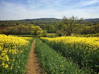 Yellow flowers growing in field