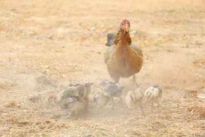 High angle view of rooster on field