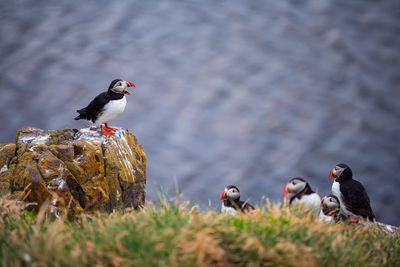 Birds perching on field against lake