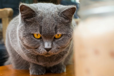 Close-up portrait of a cat