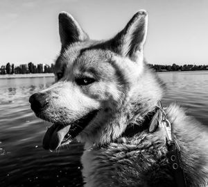 Close-up of dog sticking out tongue by lake