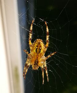 Close-up of spider on web