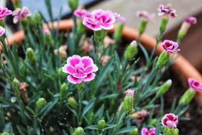 Close-up of pink flowering plants