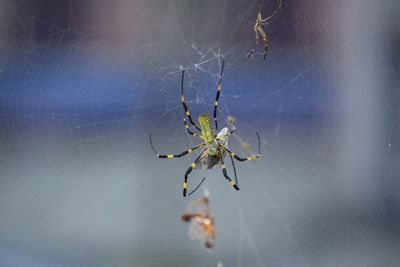 Close-up of spider and web