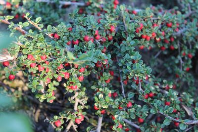 Close-up of red berries growing on plant