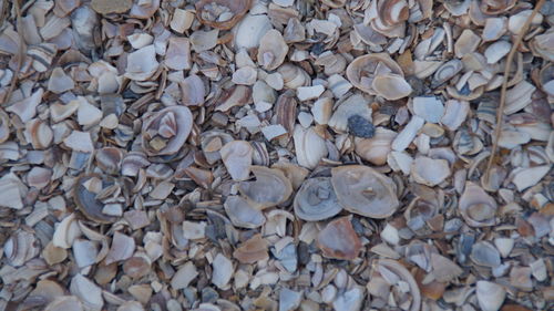 Full frame shot of seashells