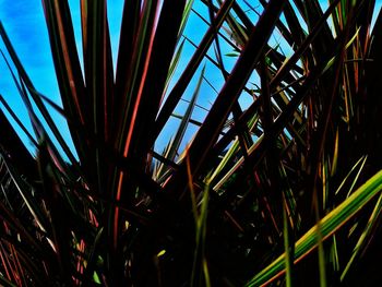 Close-up of plants growing against blue sky