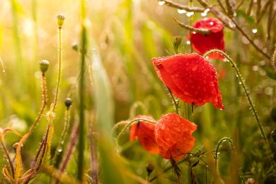 Close-up of wet red flowering plant