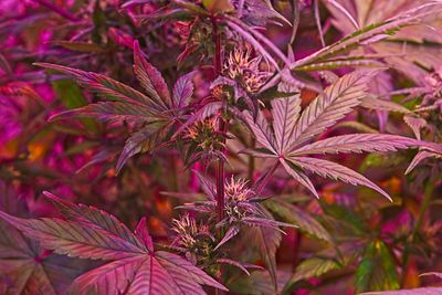 Close-up of pink flowering plant