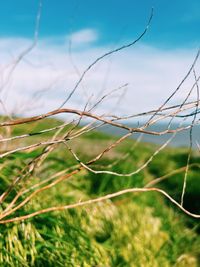 Close-up of wheat growing on field