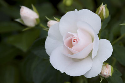 Close-up of white rose