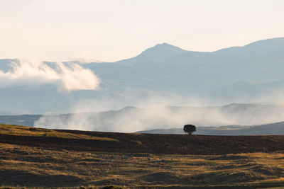 A tree in the field and fog at sunrise