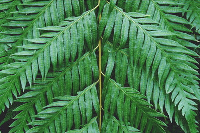 Full frame shot of green leaves