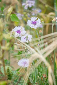 Close-up of purple flowering plants on field