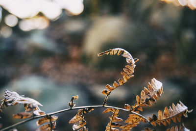 Close-up of dried leaves on land
