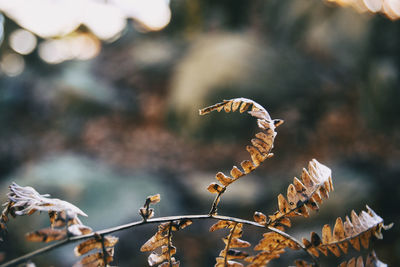 Dry leaves seen from close up in the autumn - winter season in a forest in spain