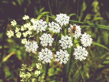 Close-up of white flowering plants