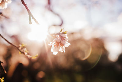 Beautiful close up of almond tree flowers at sunset in nature. blossom and springtime