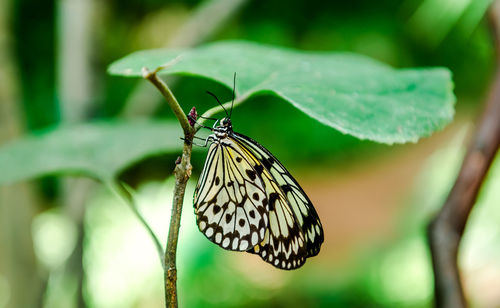 Close-up of nymph butterfly on plants outdoors