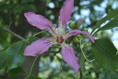 Close-up of pink flowers