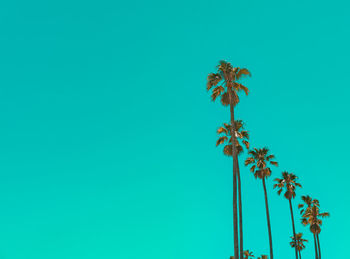 Colombian wax palm trees in a row under teal blue sky. minimal aesthetics.