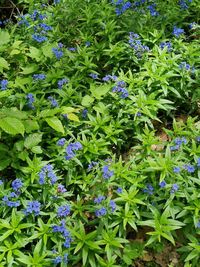 High angle view of purple flowering plants