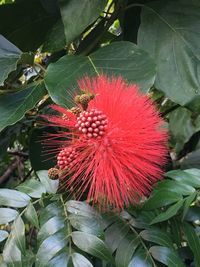 Close-up of red flower