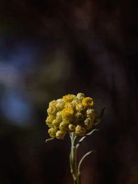 Close-up of wilted flower plant