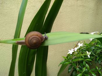 Close-up of snail on plant